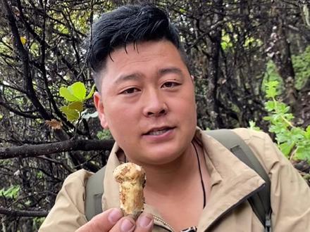 在西藏,哪个地方能找到松茸?今天告诉大家松茸长在哪个地方。#新农人计划2021 #抖音助农 #西藏