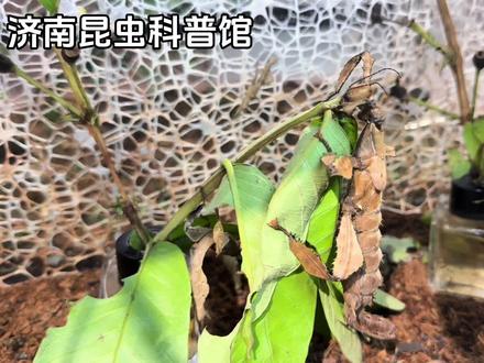 济南昆虫科普馆-明星物种 幽灵竹节虫(学名Extatosoma tiaratum)
分布:原产于澳大利亚、巴布亚新几内亚等地,主要栖息在热带雨林及周边地区。
食性:为植食性昆虫,在原产地主要取食桉树叶,人工饲养条件下,也可食用芭乐、树莓、月季、芒果等植物的叶片。
活动规律:具有夜行性,白天静伏在树枝上,利用拟态躲避天敌,夜晚出来活动、取食。
繁殖方式:具有孤雌生殖的特性,在缺少雄性配偶的情况下,雌性幽灵竹节虫不与雄性交配,便能产下无父的后代,且后代均为雌性。
拟态伪装:能够完美地模拟树枝、枯叶等形态,还能根据光线、湿度、温度的差异改变体色,与周围环境融为一体,让天敌难以发现。
断肢再生:在若虫期,幽灵竹节虫具有断肢求生的能力,每蜕皮一次,断肢都有机会再生,越低龄若虫再生附肢越接近原装。#昆虫世界 #济南昆虫科普馆 #济南遛娃好去处 #济南暑假去哪玩 #济南亲子游