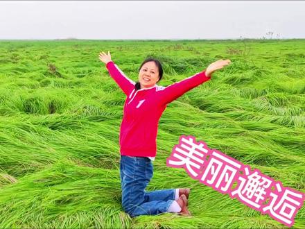 自驾游第二天,体验最美水上公路,邂逅鄱阳湖草海最美丽的风景 #湿地 #网红草 #草地 #青草 #风吹麦浪