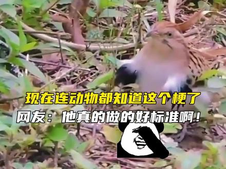 现在连动物都知道这个梗了,网友:我怀疑网上的人都是跟它学的! #动物成精 #鸡你太美 #搞笑 #ikun #神评论 #一定要看到最后