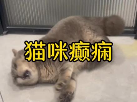 猫咪癫痫怎么办?#猫癫痫 #信为猫粮 #悟空兽医