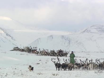 他们是北极的游牧民族,养5000头驯鹿,居无定所一生都在迁徙(1) #纪录片