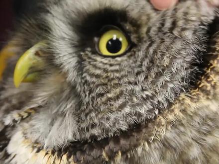 你信吗?猫头鹰的耳朵大的像兔子 #猫头鹰 #冷知识 #动物科普 #萌知计划 #寻找1000位科普达人