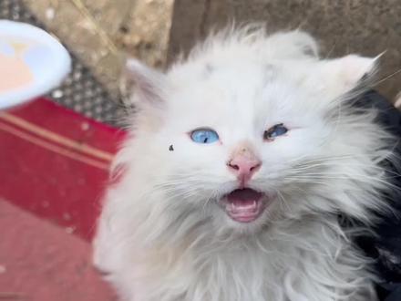 歪脖子 @小曹狸花 @黄油手孔老师