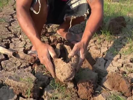 非洲肺鱼生命力有多强?不吃不喝没有水5年还能生存! #涨知识