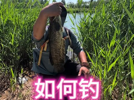 碰见不开口的黑鱼如何做钓,独家秘籍#路亚打黑