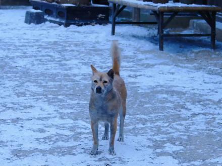 长安二十四计里的大黄是关键点#长安二十四计 @大黄(狐狸精)和钢镚 #成毅