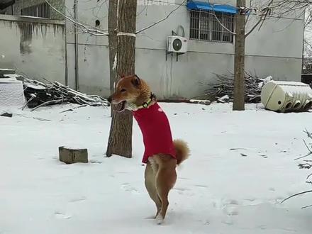 出生就没有前腿的田园犬“多宝”不向命运低头的它涅槃重生 #狗狗 #中华田园犬 #狗是人类最忠诚的朋友 #坚强的狗狗 #狗狗故事