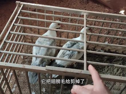 我又买了两个新的番鸭,他们的毛是灰白灰白的。