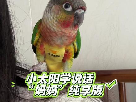 小太阳叫妈妈纯享版视频 给你家鸟宝听!学几天就会了#我和我的鹦鹉 #小鸟也知道自己很可爱吧#小太阳说话 #小太阳叫妈妈 #这世上不能没有小鹦鹉