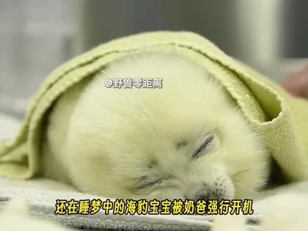 小海豹学游泳翻车现场,呛水躲毛巾全程高能爆笑!