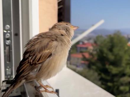 麻雀随处可见,没有灭绝风险,但为什么还是国家保护动物呢?#西瓜知识#抖音自然#麻雀 #这才是猛男该撸的猫