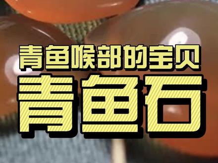 青鱼喉咙里的宝贝——青鱼石 #知识科普