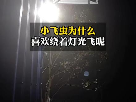 小飞虫为什么喜欢绕着灯光飞呢?#创作灵感 #知识科普 #飞蛾扑火 #十万个为什么
