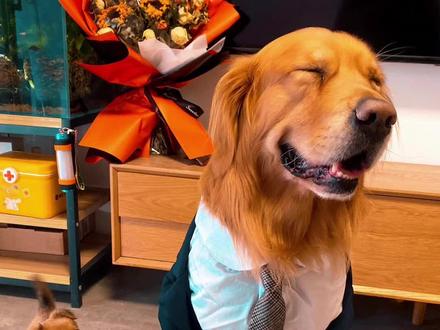 视频狗狗剃完毛要长多久?从第一天开始记录,今天正好是第200天~一切准备就绪,只等勿虚在婚礼上的表现啦#抖in萌宠计划 #狗狗送戒指 #狗狗衣服 #婚礼筹备倒计时 #是宠物更是家人