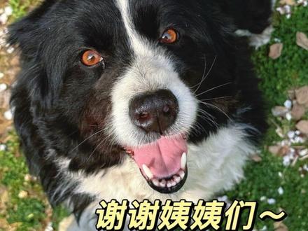 帮边牧宝宝回家❤️能见证你们“破镜重圆”,是这个春天最治愈的事。 替这只幸运的边牧,感谢所有路过的天使。 因为你们的每一次关爱,才促成了这场最美的重逢。 愿所有走丢的毛孩子,都能遇到心软的神。 #边牧 #我和宠物的故事 #边牧回家 #治愈系 #万物皆有灵