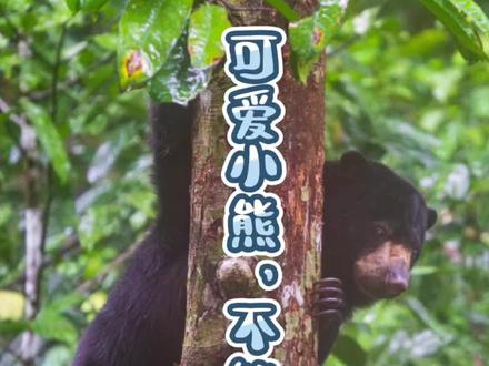 占有之爱,让这些熊悲惨一生 被当做宠物带回家的小马来熊,会在小笼子里关一辈子,甚至长大后被嫌弃然后被杀掉#花老师带你看自然