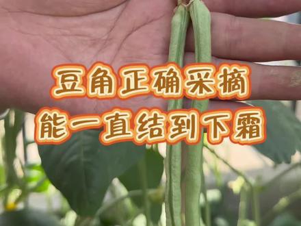 豆角采收这样做,结的吃都吃不完!