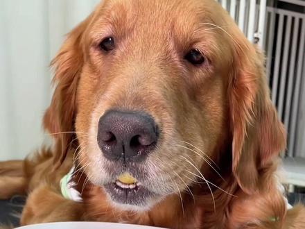 狗狗吃了能长寿的水果,你中了几个? #新手养狗 #冷知识 #萌宠出道计划 #狗狗冷知识 #汪星人