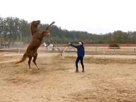 #叶子的养马日记 #骑马 #驯马 咬人的马,起扬刨人的马。