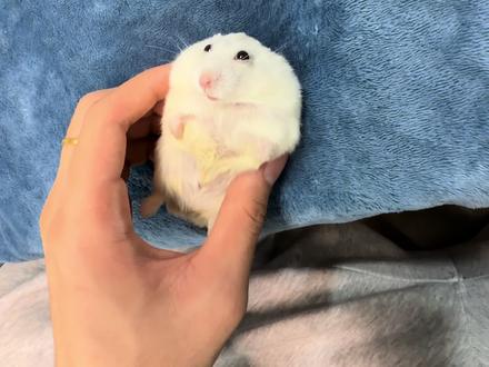 快点叫主人给你狗狗饼干吃#仓鼠宝宝的日常 #鼠鼠我呀 #鼠鼠#它真的好像个小宝宝 #仓鼠日常