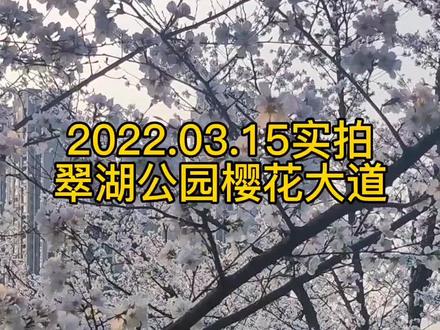 萍乡又惊现一网红樱花园,99%##的人都不知道,我只告诉你哦#一定要看到最后 告诉你在哪。#萍乡翠湖公园樱花 #萍乡 #萍乡星球国际旅行社