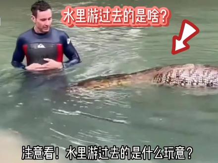 沼泽里忽然游过去的是啥?把探险队长吓得冒出了冷汗…#动物世界 #神奇动物在抖音 #野生动物零距离 #动物成精 #百亿流量扶持#抖加小助手
