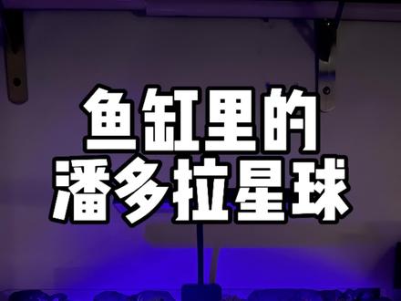 我在鱼缸里造出了潘多拉星球‼️
#雨林缸 #秋海棠 #夜光效果 #鱼缸造景