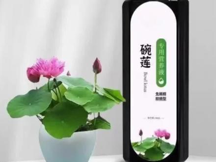 碗莲专用家庭营养液,睡莲通用水溶肥,水培种子发芽生根促开花防黄叶#碗莲营养液#绿植营养液#水培植物营养液#通用花肥#花卉肥料