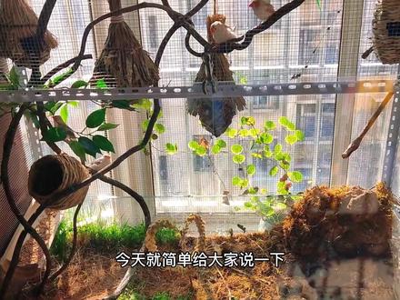 我总结一下这个造景所需的材料,我下次做鸟笼想做个大的,用不了鱼缸了,大家根据自己想要的效果备材料,并不一定要跟我完全一样。#生态鸟笼 #珍珠鸟 #自制鸟笼