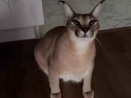 狞猫怎么叫~~当然是像鸟叫一样~#狞猫 #狞猫的叫声