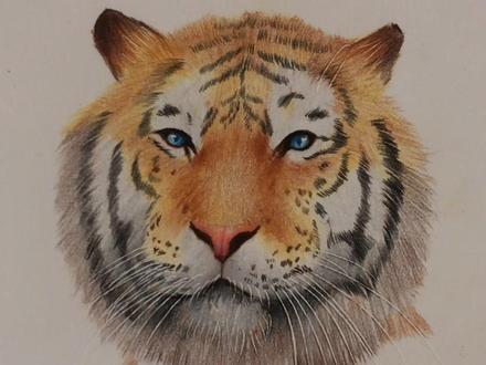 彩铅老虎教程来啦~大家多点赞哦。#彩铅画 #手绘 #一起学画画 #萌知计划 @抖音青少年 #画画