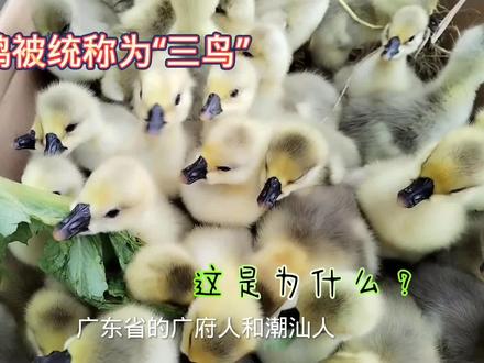 广东人说的“三鸟”,其实不是鸟,那是什么呢