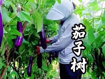 茄子想要种成树,这个方法要记住#种植小技巧