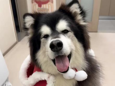 小贵变成老鼠干还会有姨姨喜欢嘛哈哈哈哈哈
#阿拉斯加 #醒图老鼠干特效#年味醒一醒#全速前进中#过年抽象合影还得是老鼠干