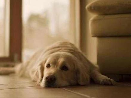 拉布拉多死亡前会有这6个征兆#狗狗 #宠物 @抖音小助手