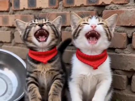 两猫咪成精了 都学会放鞭炮了#AI放鞭炮炸铁盆 #随变放炮炸出一个小可爱 #火山引擎ai让年味儿更浓了