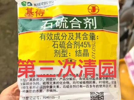 省钱巨好用的石硫合剂打起来!确保几个月没有病虫害! 今天气温15°c,石硫合剂150倍稀释。具体算法如下:
1,一包400克我取了半包200克
2,200克溶于2000ml水制成母液
3,取母液500ml(正好一瓶矿泉水容积)溶于7500ml水(正好是我家大塑料桶的容积)
4,这样稀释成150倍
当然更简便算法:取50克石硫合剂溶于7500ml水(正好一大桶),也是稀释150倍。
石硫合剂使用注意事项:
🍎喷洒植物枝条,叶子,花,盆土,盆地360度无死角全部打到。可以杀灭虫卵,孢子。大大降低明年的病虫害。
🍎石硫合剂稀释比例:1.气温5-10度,稀释50-100倍2.气温10-20度,稀释100-150倍3.气温20-30度,稀释1000倍
🍎月季展叶了不用喷,常绿植物不用喷药,有鱼池喷药时避开,有养猫狗的喷药关起来一天即可
🍎戴口罩和手套,喷完药要洗手!