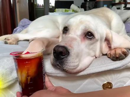 狗子是要泡脚的 这个秘方可以治趾间炎#原来狗子是要泡脚的 #科学养宠攻略 #抖音萌宠计划 #抖in萌宠计划 #科学养宠攻略