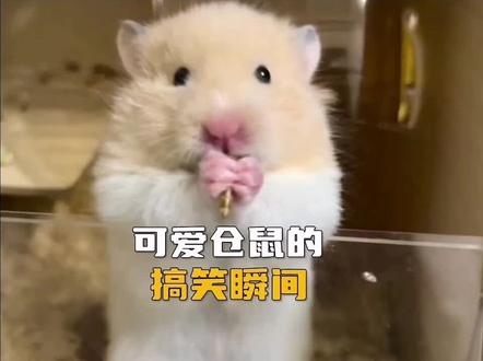 盘点可爱仓鼠的搞笑瞬间 #仓鼠 #爆款选题创作计划