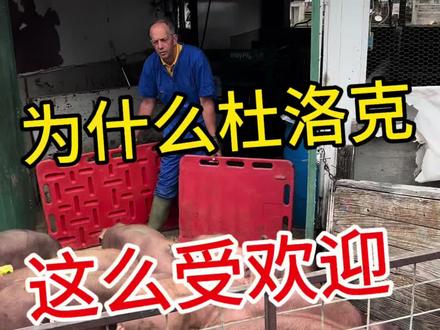 #杜洛克公猪 #北郎中种猪 杜洛克种猪的那些事儿