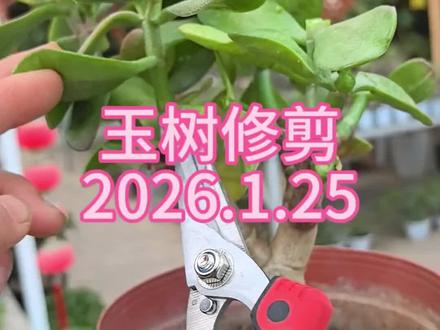 玉树修剪#花卉绿植#养花小知识 #植物#家庭养花#玉树修剪