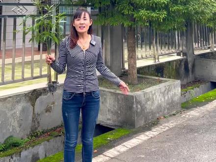 小叶桢楠金丝楠木,称为国木,作为风景树绿化树,行道树,一年四季长青树,房前屋后都可以种植!#金丝楠木#我为祖国喝彩
