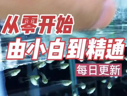 不要说你没条件。本教程适用于成鱼、小鱼换水,新鱼过水#教程#创作灵感 #萌宠出道计划 #孔雀鱼@抖音小助手