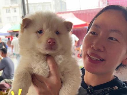 田园犬的来时路 #土狗 #淘狗 #土松 #中华田园犬
