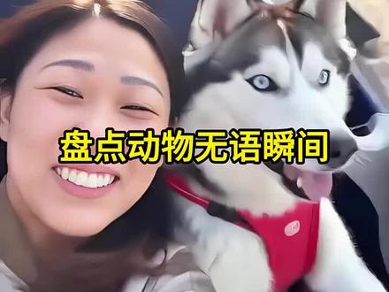 动物出糗视频#人狗搞笑原视频 #狗坐车搞笑视频 #狗狗搞笑的表情包大全 #和狗狗的搞笑日常
