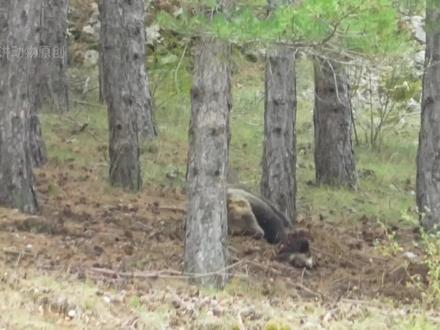 棕熊端掉狼窝杀掉母狼,野狼目睹一切,几次冲上去想要报仇 #棕熊 #野狼 #野生动物 #动物 #不可思议 #奇妙的动物