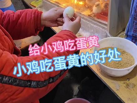 煮熟的鸡蛋好处多,特别是10月龄内的小鸡,因为蛋黄富含各种维生素,单不饱和脂肪酸,磷,铁等微量元素鸡蛋中主要的矿物质也在蛋黄里,一个鸡蛋黄喂5只小鸡也可以拌料,每天喂一次,连喂3~5天,小鸡长得特别快,成活率高#人工孵化 #孵小鸡 #小鸡#小鸡吃蛋黄#萱萱爱小鸡