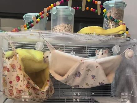 朴素笼子DIY教程
1.布卡星笼子62加高铁丝笼(下面那个)💰87
2.白色60基普通铁丝笼(p随便买💰38)
3.粗扎带一捆,一定要粗的!💰6
4.布卡星亚克力板两块💰34x2
笼子就OK啦
5水壶滚珠💰5
6棉窝💰20,三四只只的话买💰40那个!必买再冷也不打喷嚏了!买一个备着 万一降温可以躲
7.椰子味尿砂💰11 铲子💰3
其他的可买可不买都是闲置
养了半年的总结
#仓鼠喂养攻略 #养鼠日常分享 #布置仓鼠笼子 #花枝鼠#人类的朋友