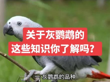 关于灰鹦鹉的这些知识你了解吗#鹦鹉 #灰鹦鹉 #上热门 #手养鹦鹉 #鹦鹉🦜 @抖音创作者中心